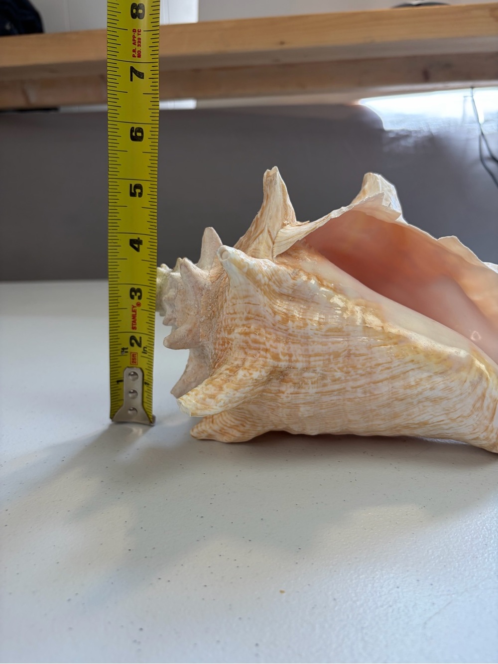 Natural Queen Conch Shell 8" Long Large Pink Rare Ocean Home Decor Seashell - Picture 6 of 7